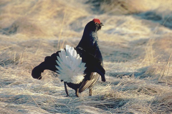 Male black grouse displaying (Natural England)